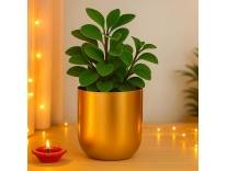 Deal 5% Off Ecofynd Round Metal Planter Gold Rs.152