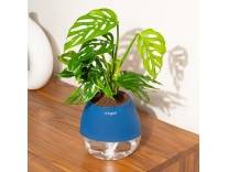 Kyari Philodendron Broken Heart Live Plant with Blue Self Watering Pot Rs.360 Amazon Deal