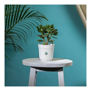 TrustBasket Plant Pots at Rs69 | Amazon Deal